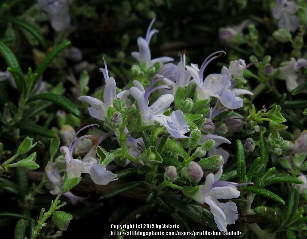 Photo of Prostrate Rosemary (Salvia rosmarinus 'Prostratus') uploaded by bootandall