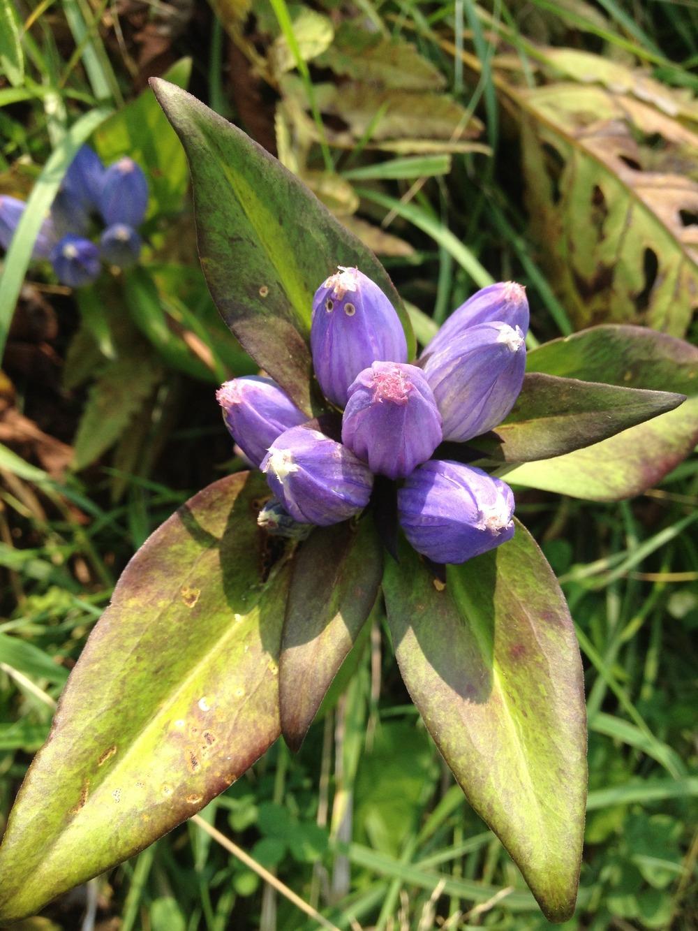 Photo of Closed Gentian (Gentiana andrewsii) uploaded by Anderwood