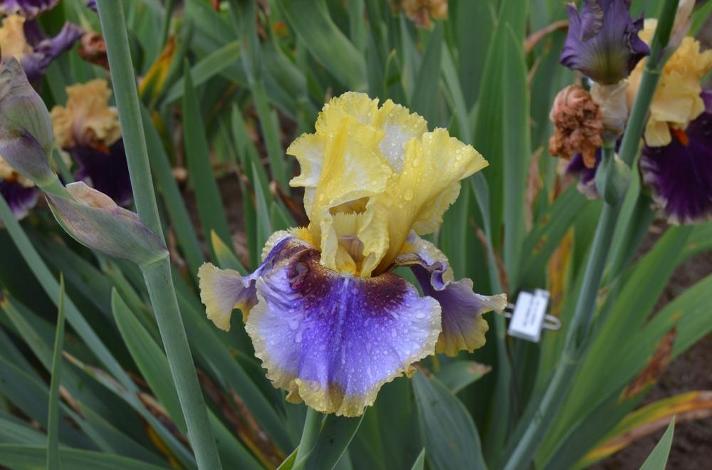 Photo of Tall Bearded Iris (Iris 'Gypsy Lady') uploaded by KentPfeiffer