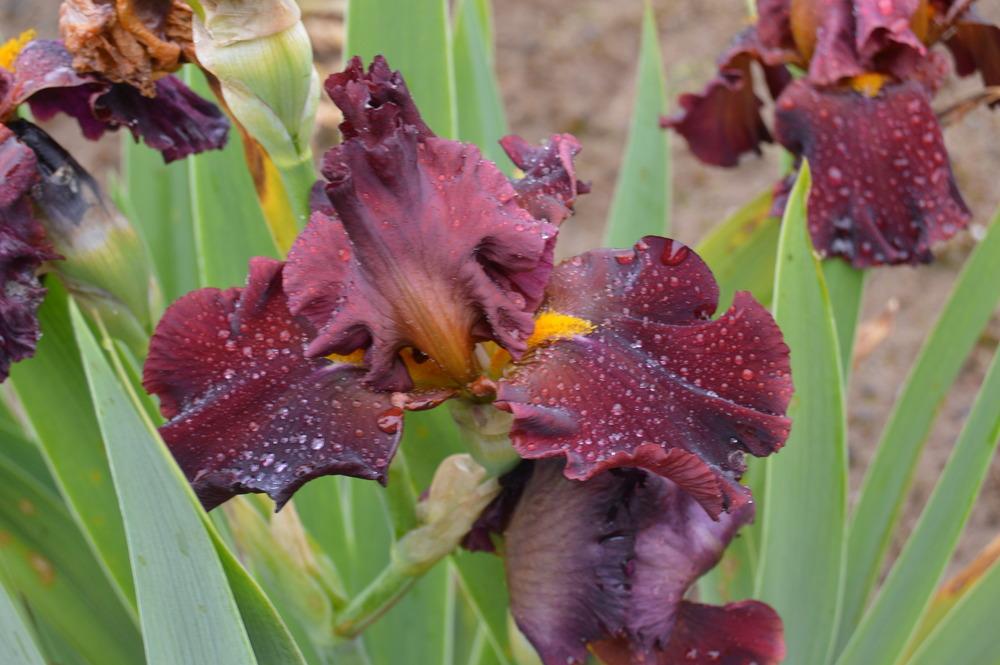 Photo of Tall Bearded Iris (Iris 'Hearts on Fire') uploaded by KentPfeiffer