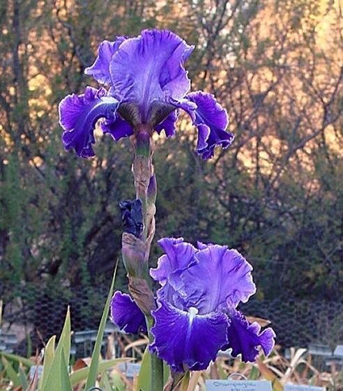 Photo of Border Bearded Iris (Iris 'Same Dream Twice') uploaded by Margiempv
