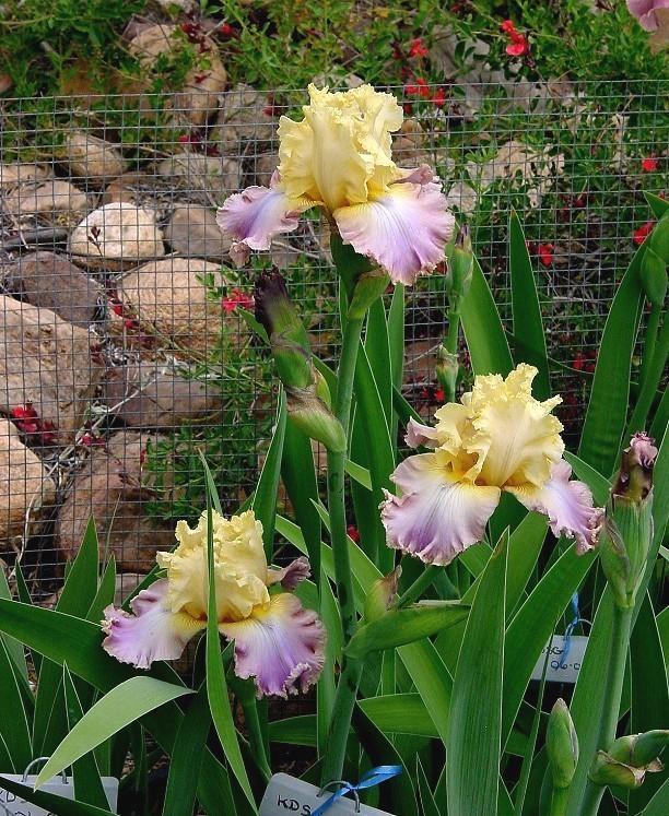 Photo of Tall Bearded Iris (Iris 'Looking Smart') uploaded by Margiempv