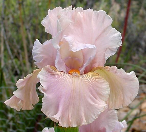 Photo of Tall Bearded Iris (Iris 'Sunrise at Dawn') uploaded by Margiempv