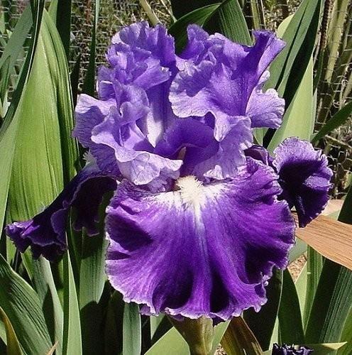 Photo of Border Bearded Iris (Iris 'Same Dream Twice') uploaded by Margiempv