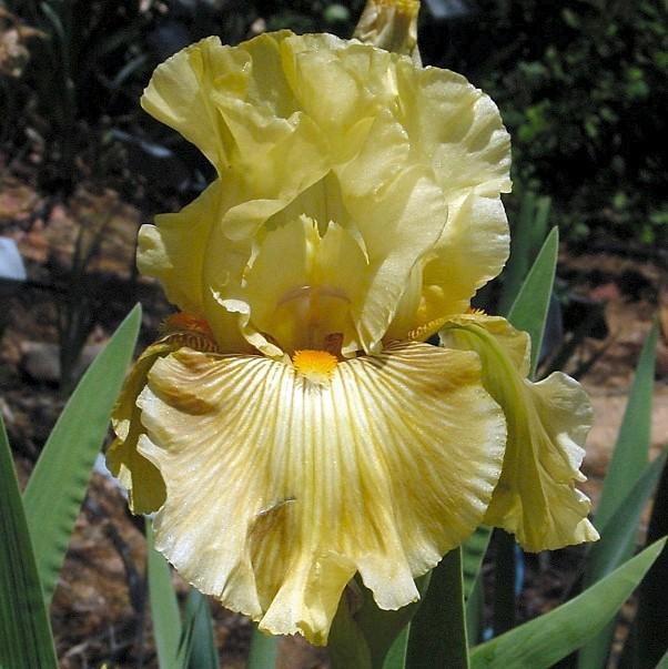 Photo of Tall Bearded Iris (Iris 'Grace Found Me') uploaded by Margiempv