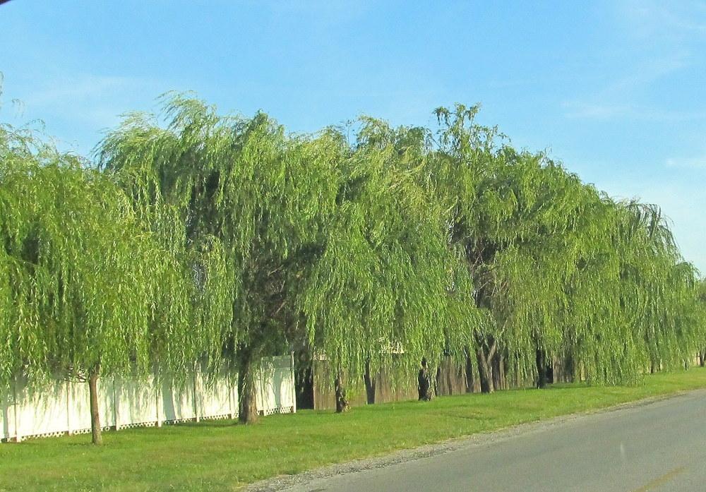 Photo of Weeping Willow (Salix babylonica) uploaded by jmorth
