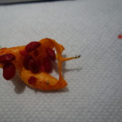 Location: St. Petersburg, Florida
Date: 2015-08-25
Seeds are gooey, like melted jelly beans.