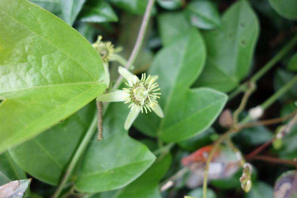 Photo of Corkstem Passionflower (Passiflora suberosa) uploaded by mellielong