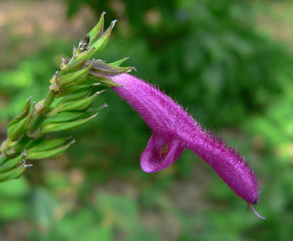 Photo of Mexican Fuchsia Sage (Salvia iodantha) uploaded by robertduval14