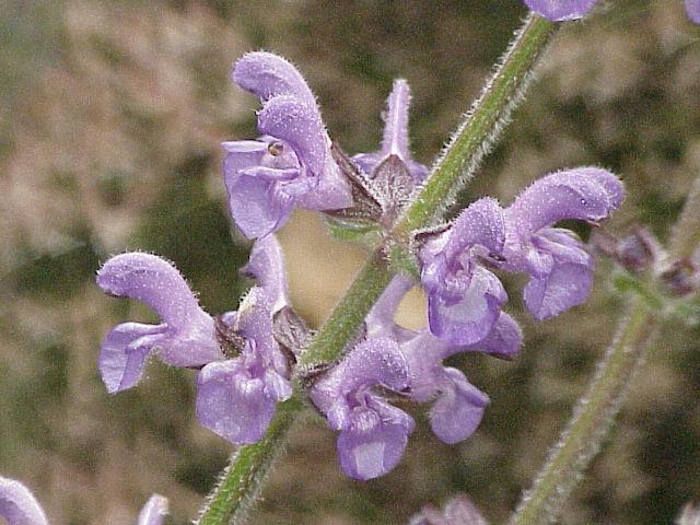 Photo of Iranian Oil Sage (Salvia atropatana) uploaded by robertduval14