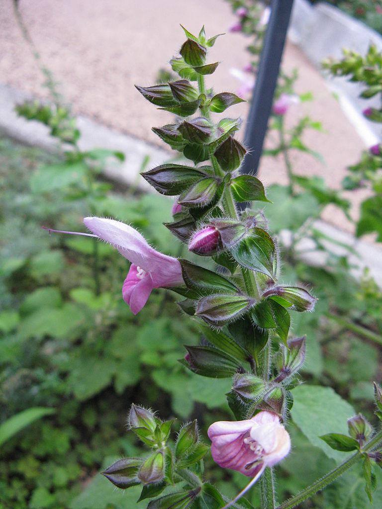 Photo of Salvia glabrescens uploaded by robertduval14