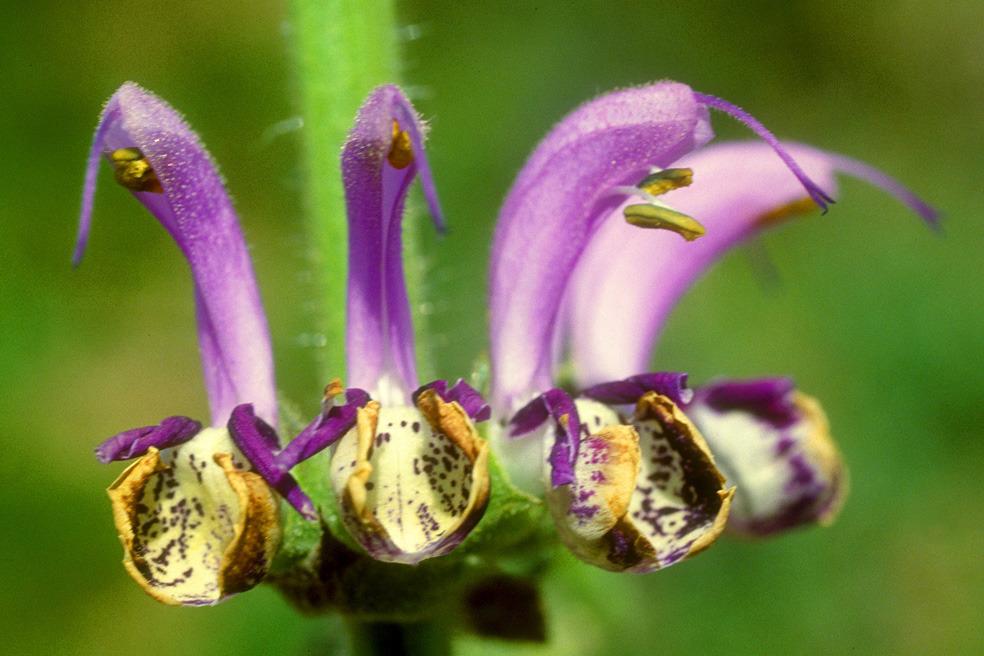 Photo of Salvia (Salvia indica) uploaded by robertduval14