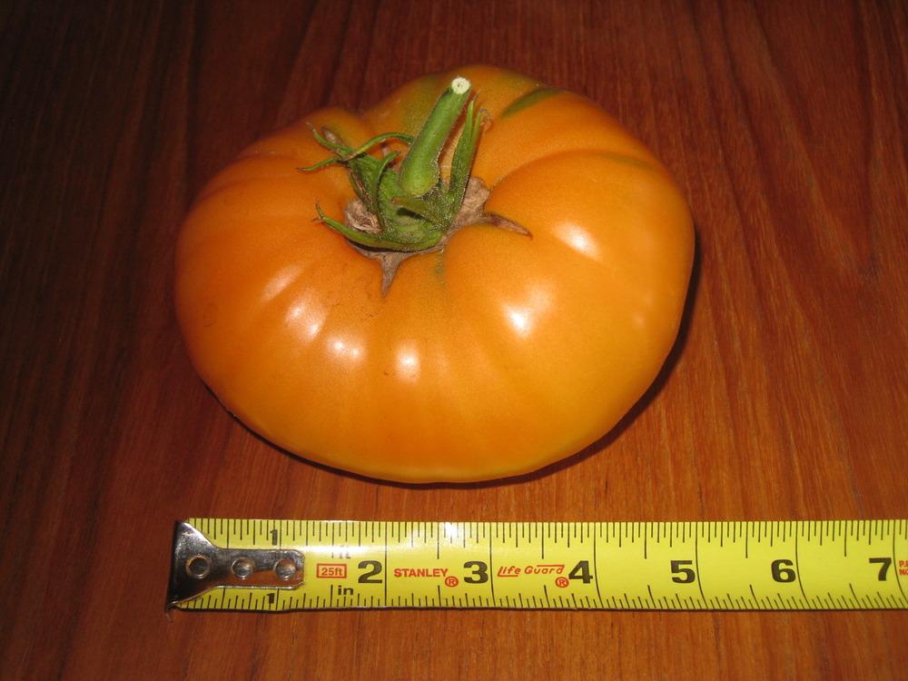 Photo of Tomato (Solanum lycopersicum 'Kellogg's Breakfast') uploaded by solardude
