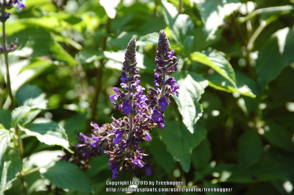 Photo of Sage (Salvia Mystic Spires Blue) uploaded by treehugger