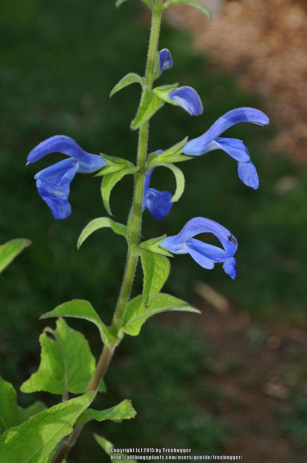 Photo of Gentian Sage (Salvia patens Oceana® Blue) uploaded by treehugger