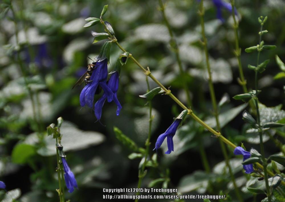 Photo of Blue Anise Sage (Salvia coerulea 'Kobalt') uploaded by treehugger