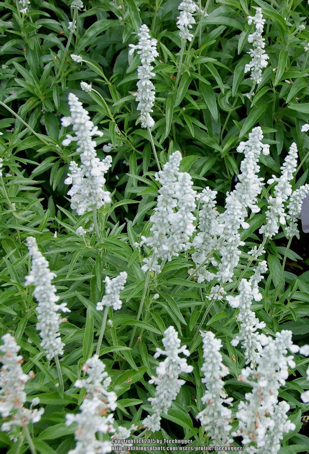 Photo of Mealy Sage (Salvia farinacea 'Fahrenheit White') uploaded by treehugger