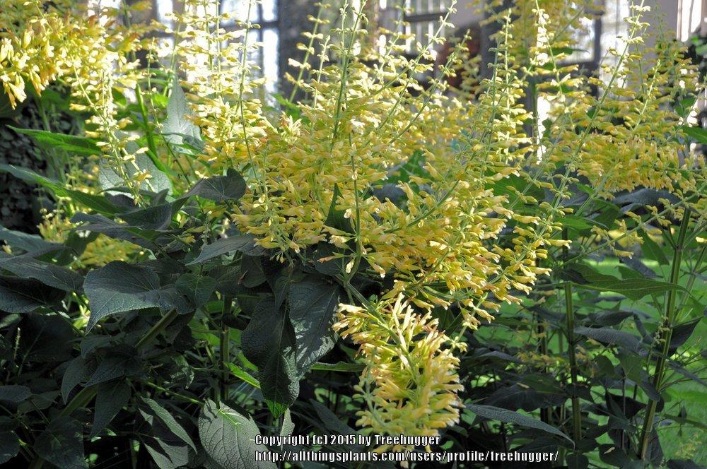 Photo of Forsythia Sage (Salvia madrensis 'Dunham') uploaded by treehugger