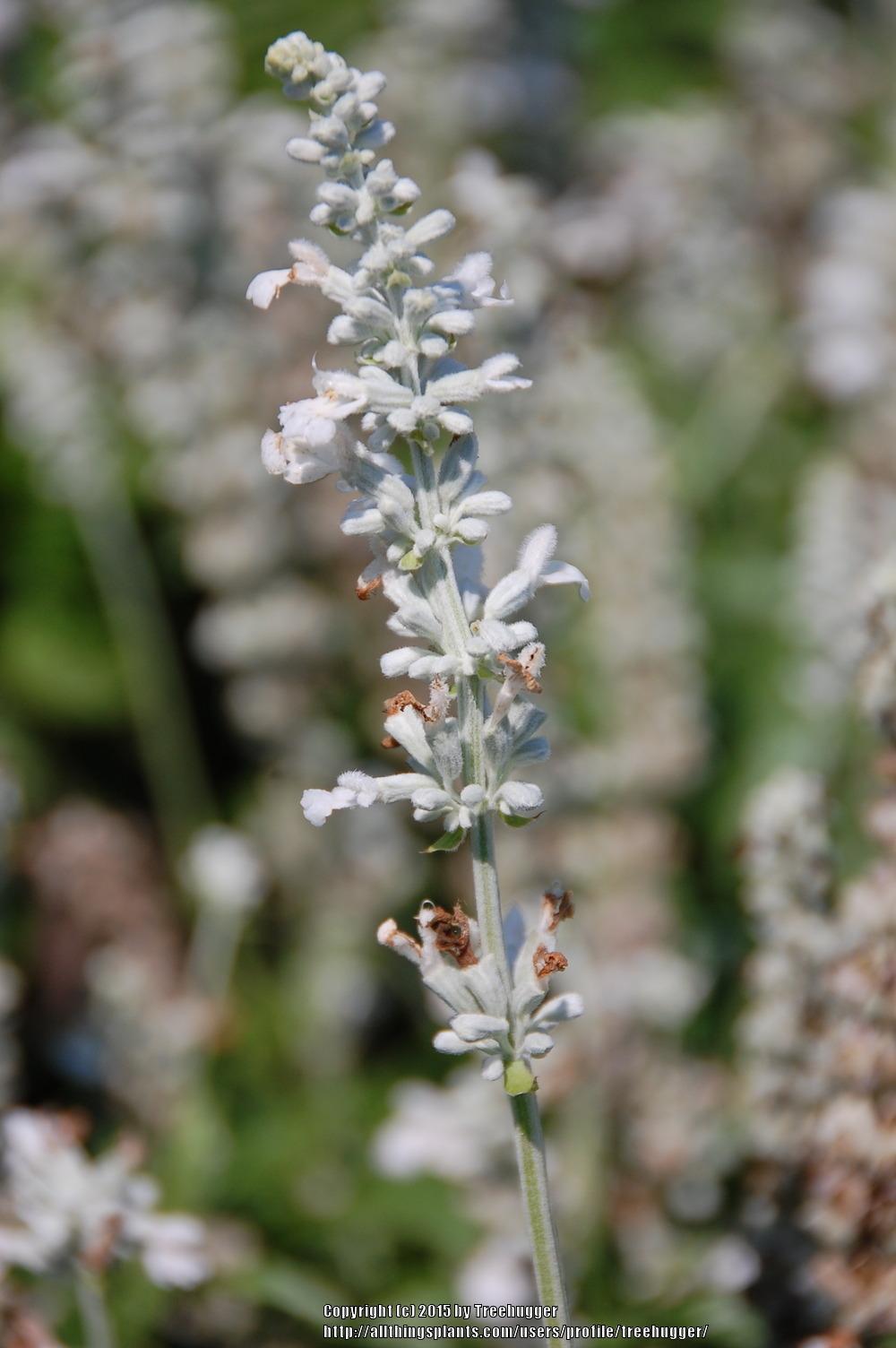 Photo of Mealy Cup Sage (Salvia farinacea Sallyfun™ Snow White) uploaded by treehugger