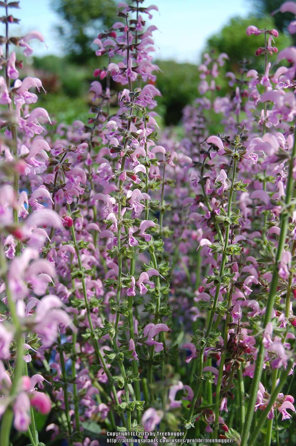 Photo of Salvia (Salvia pratensis 'Pink Delight') uploaded by treehugger