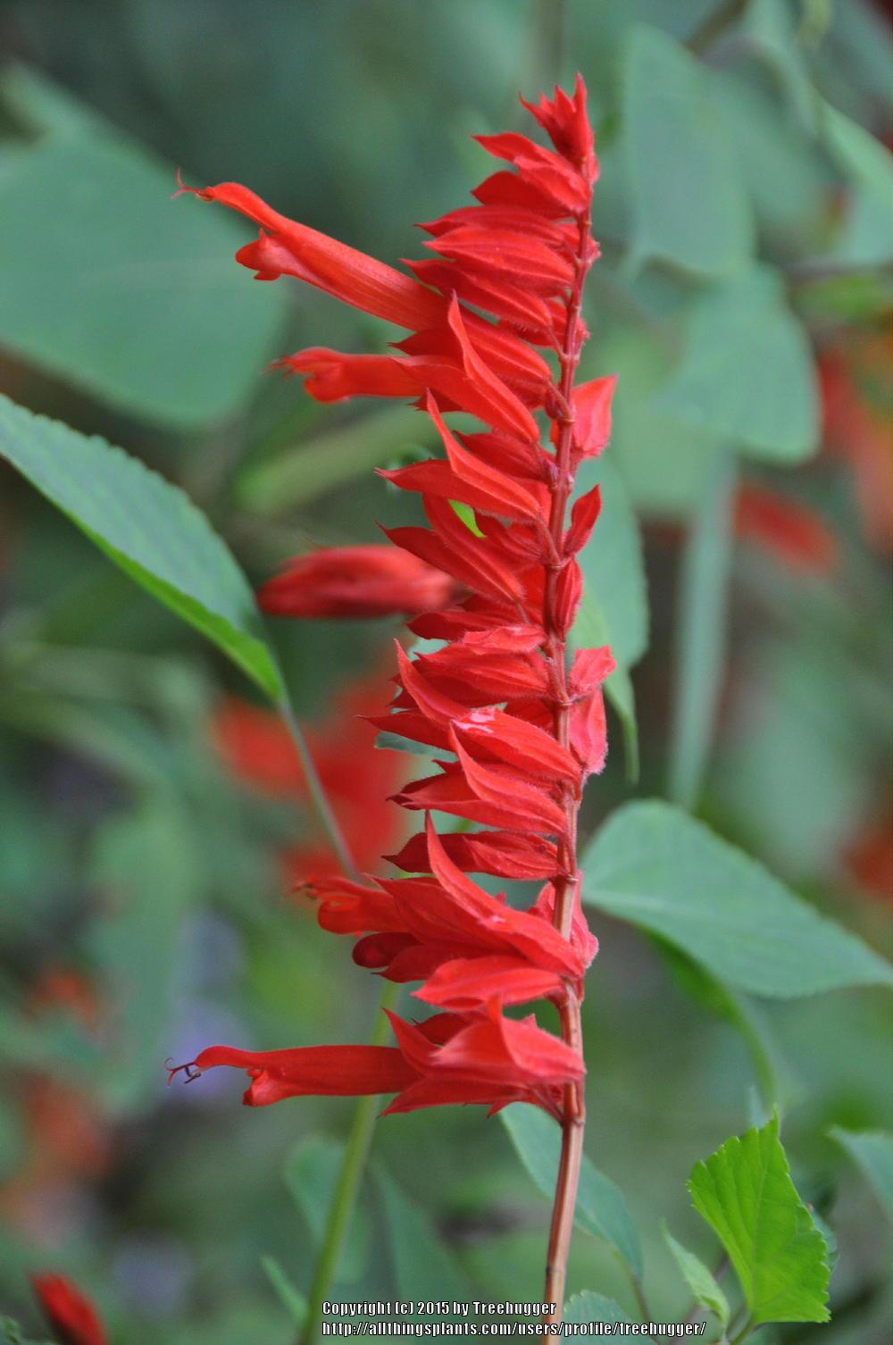 Photo of Red Salvia (Salvia splendens 'Van Houttei') uploaded by treehugger