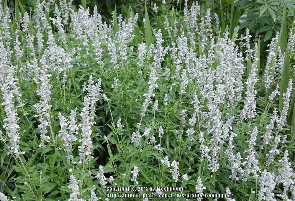 Photo of Mealy Sage (Salvia farinacea 'Fahrenheit White') uploaded by treehugger