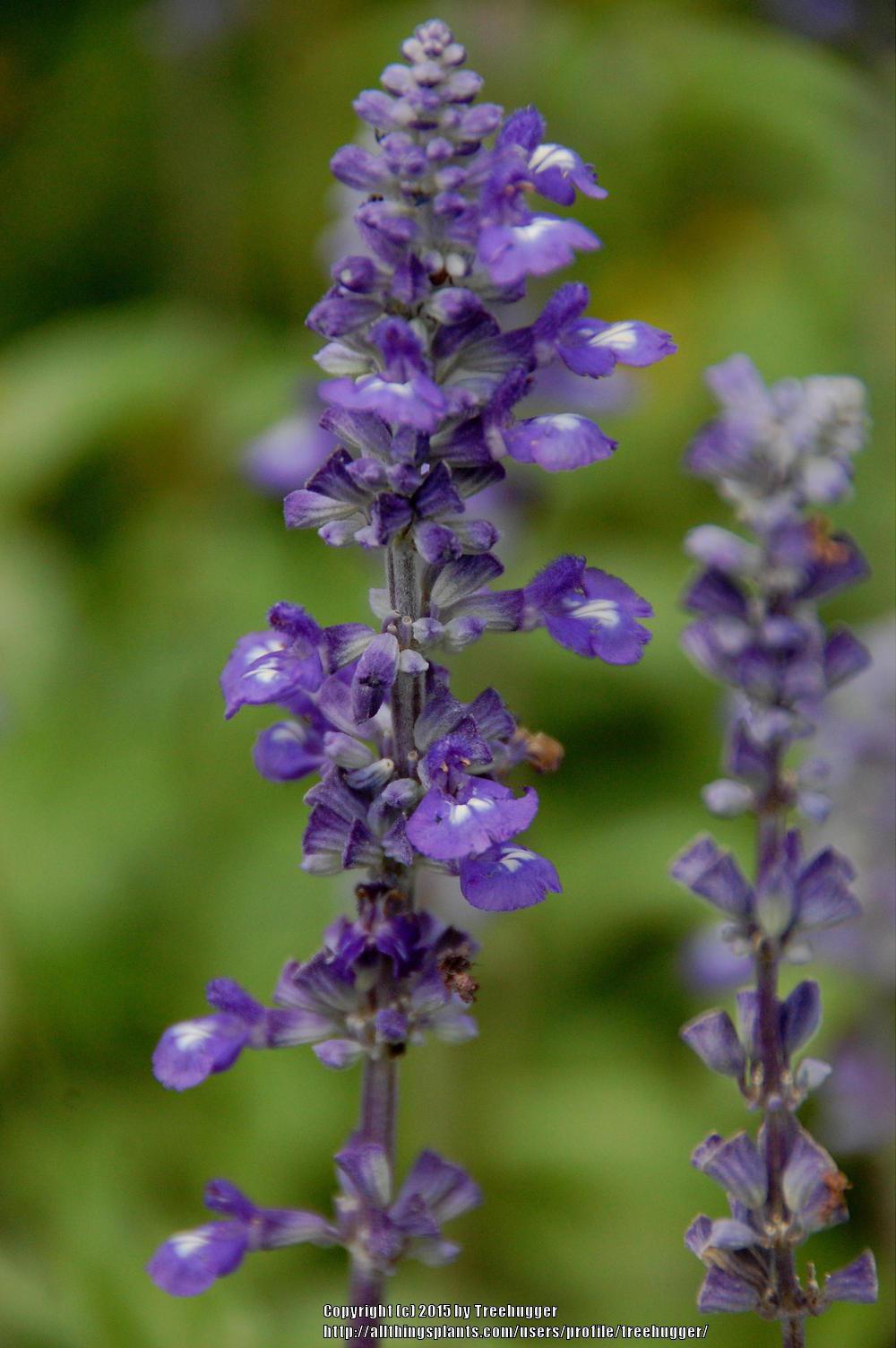Photo of Mealy Cup Sage (Salvia farinacea 'Evolution') uploaded by treehugger