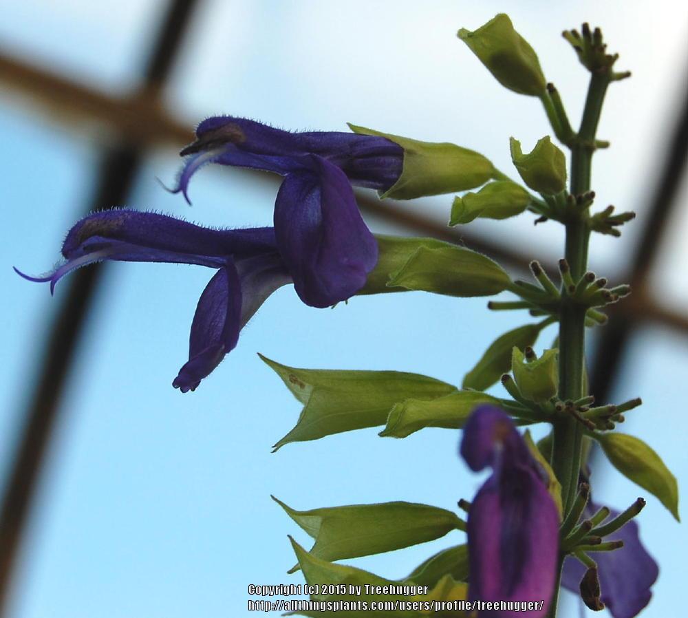 Photo of Salvia mexicana 'Tula' uploaded by treehugger
