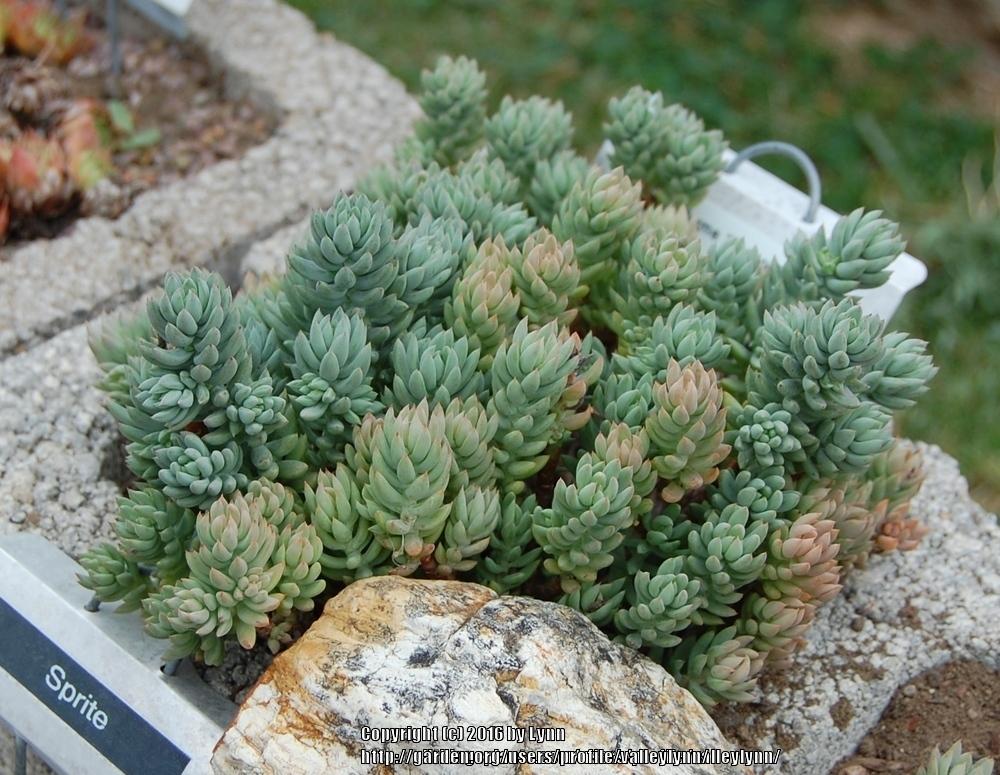 Photo of Pale Stonecrop (Petrosedum sediforme 'Turquoise Tails') uploaded by valleylynn