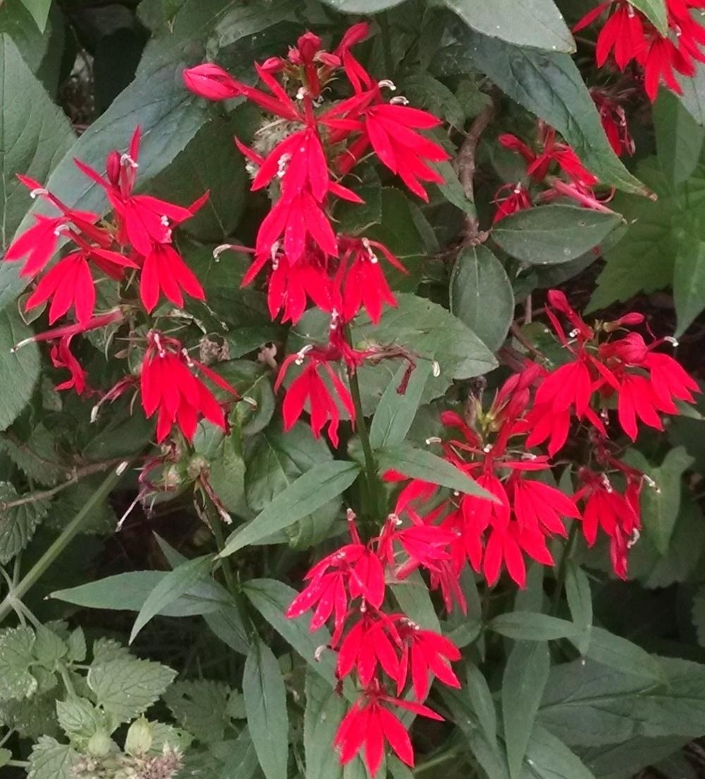Photo of Cardinal Flower (Lobelia cardinalis) uploaded by Catmint20906