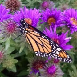 Location: Maryland
Date: 2015-09-14
Newly released monarch enjoys the aster while her wings dry