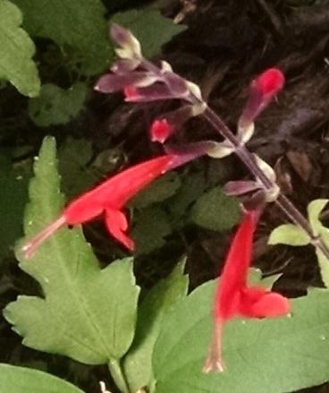 Photo of Scarlet Sage (Salvia coccinea) uploaded by Catmint20906