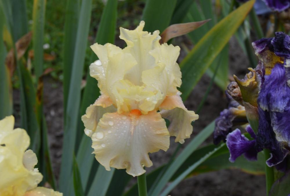 Photo of Border Bearded Iris (Iris 'Immortal') uploaded by KentPfeiffer