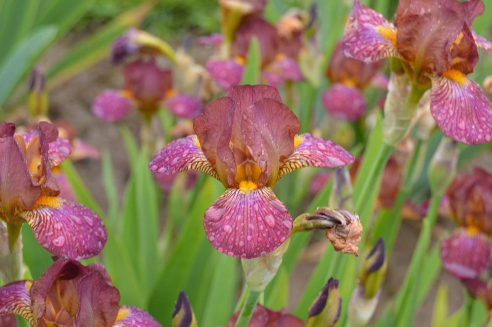 Photo of Miniature Tall Bearded Iris (Iris 'Hot News') uploaded by KentPfeiffer