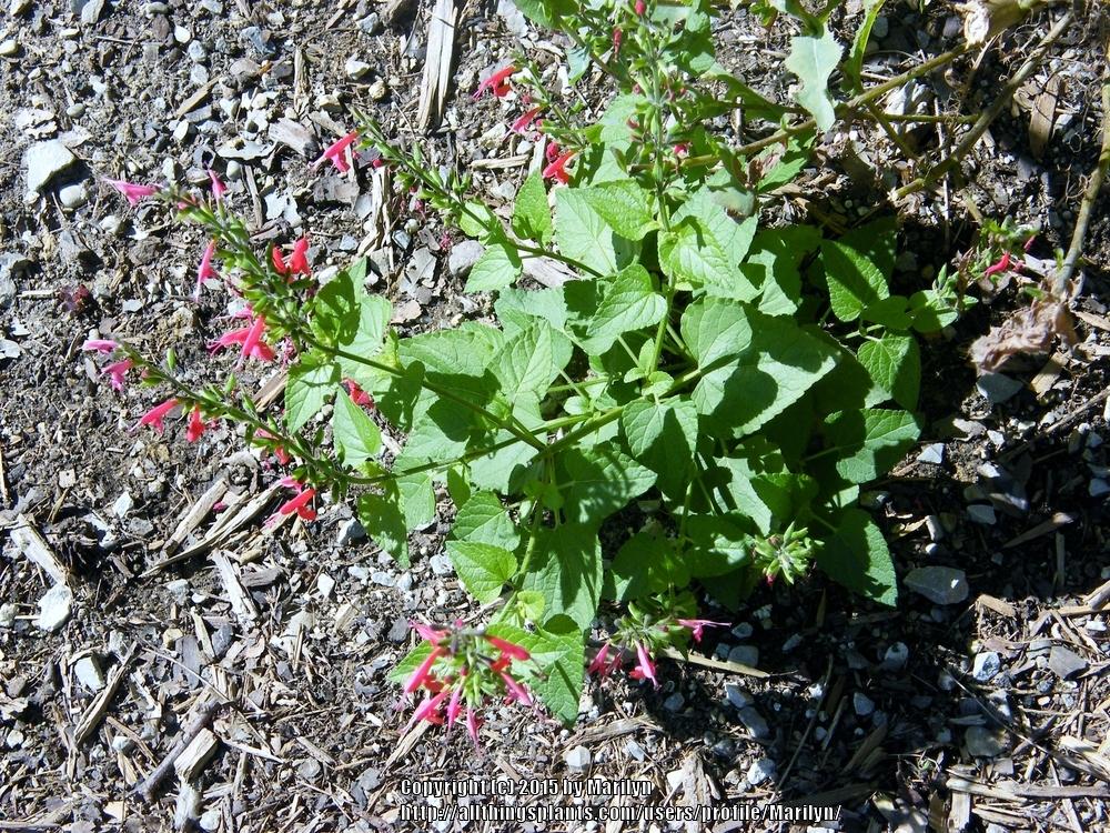 Photo of Scarlet Sage (Salvia coccinea 'Lady in Red') uploaded by Marilyn