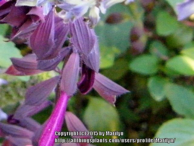 Photo of Salvia Love and Wishes™ uploaded by Marilyn