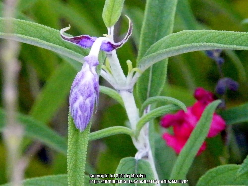 Photo of Salvia (Salvia leucantha 'Midnight') uploaded by Marilyn