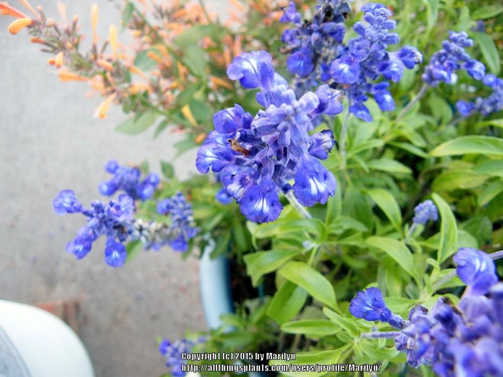 Photo of Salvia (Salvia farinacea Sallyfun™ Blue) uploaded by Marilyn