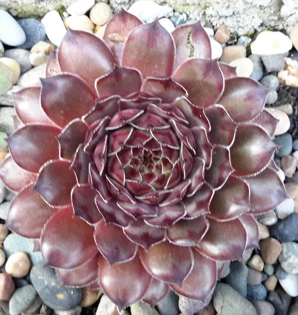 Photo of Hen and Chicks (Sempervivum calcareum 'Tristesse') uploaded by Paddy