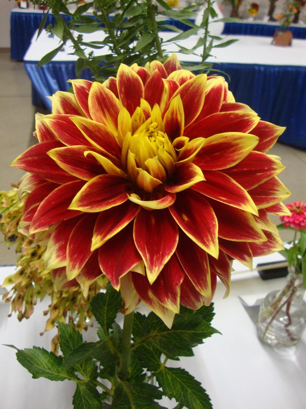 Photo of Dahlia 'Ketchup & Mustard' uploaded by Paul2032