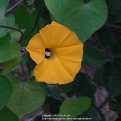 Location: Texas
Date: 2015-09-15
The Beautiful Color of Ipomoea obscura 'Ethiopia'
