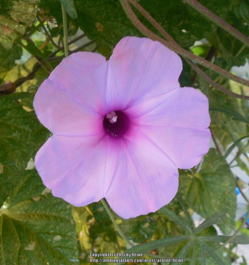 Photo of Caudiciform Morning Glory (Ipomoea platensis) uploaded by Reine