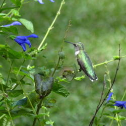 Location: sheri's healing flower garden zone 8b
Date: 2015-09-14
Stems are sturdy, hummingbird loves to sit on them!