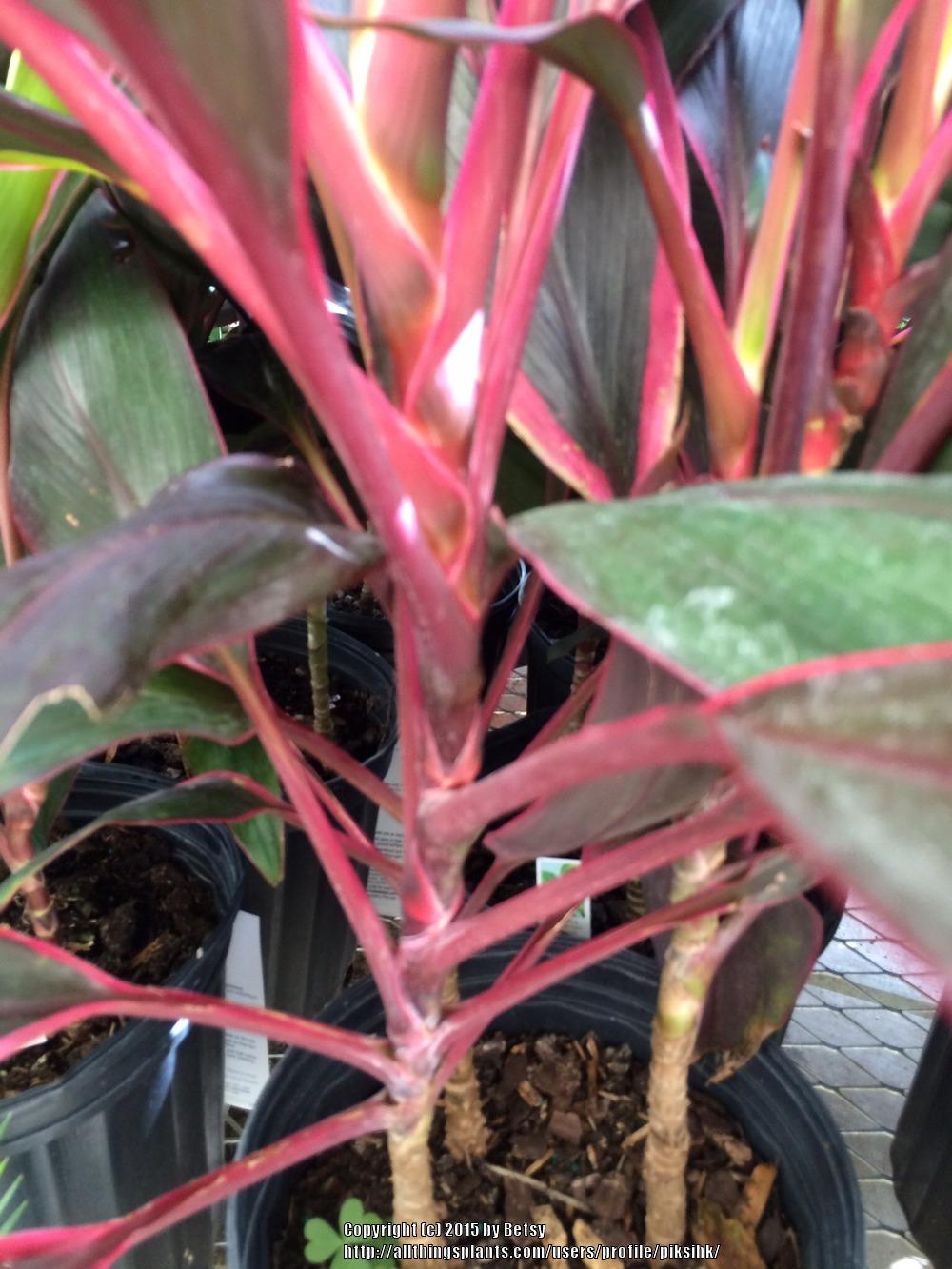 Photo of Ti Plant (Cordyline fruticosa 'Red Sister') uploaded by piksihk