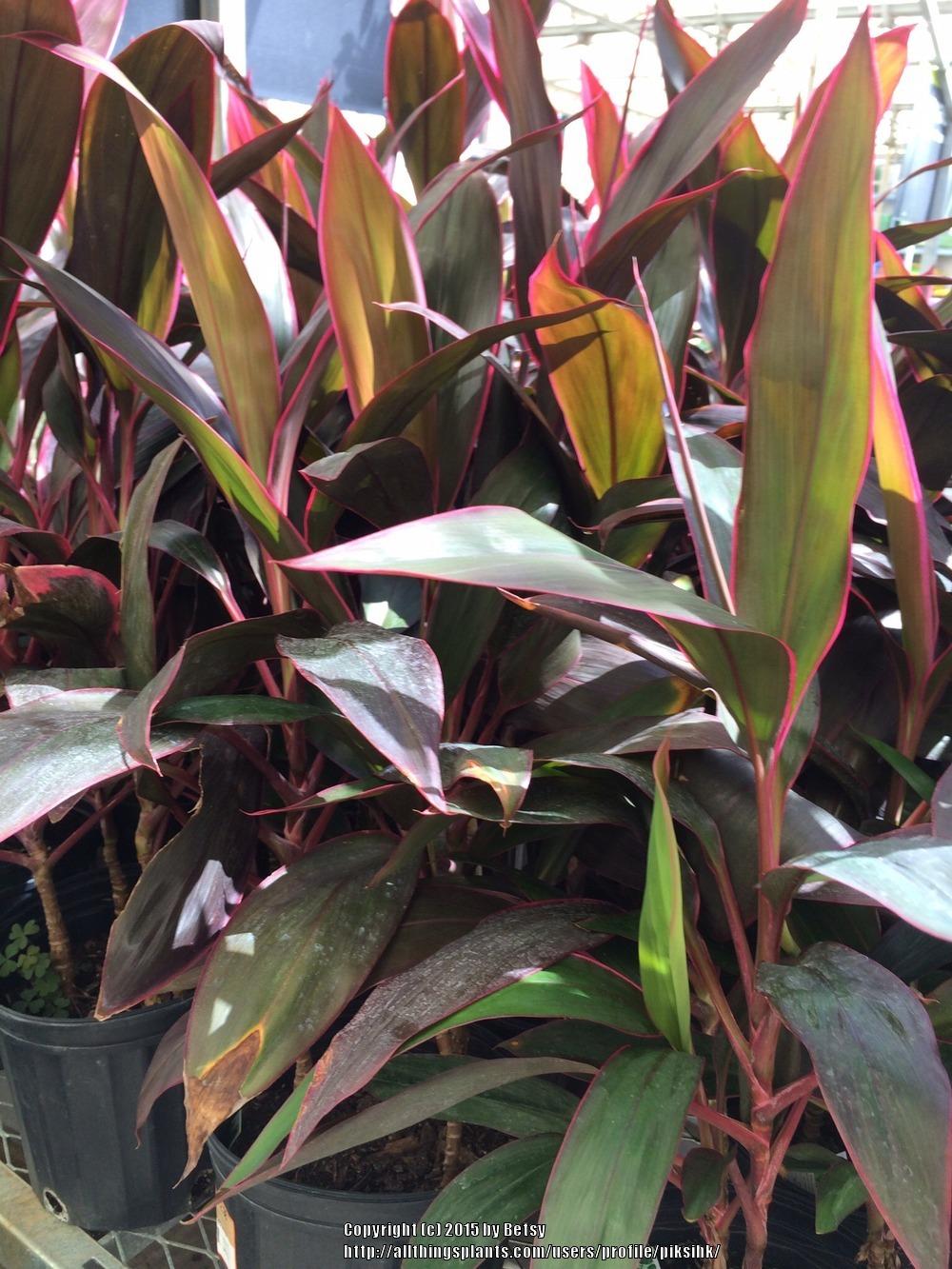 Photo of Ti Plant (Cordyline fruticosa 'Red Sister') uploaded by piksihk