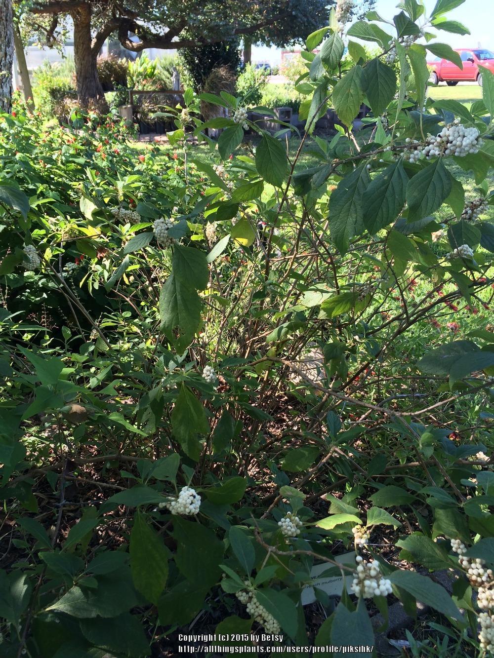 Photo of American Beautyberry (Callicarpa americana) uploaded by piksihk
