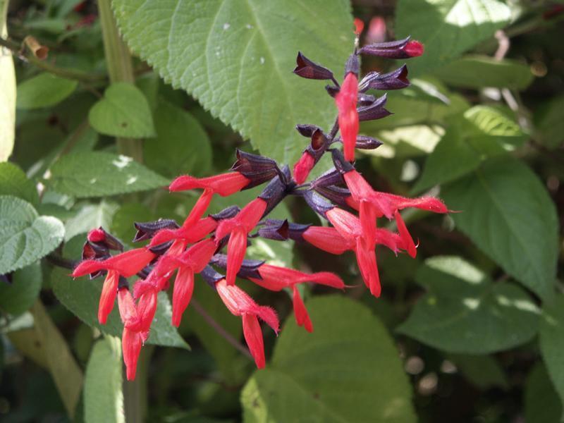 Photo of Big Mexican Scarlet Sage (Salvia gesneriiflora 'Tequila') uploaded by robertduval14