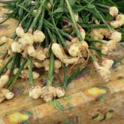 Location: Farmer's Market - San Joaquin County, CA
Date: 2015-09-16 - Summer
fresh ginger