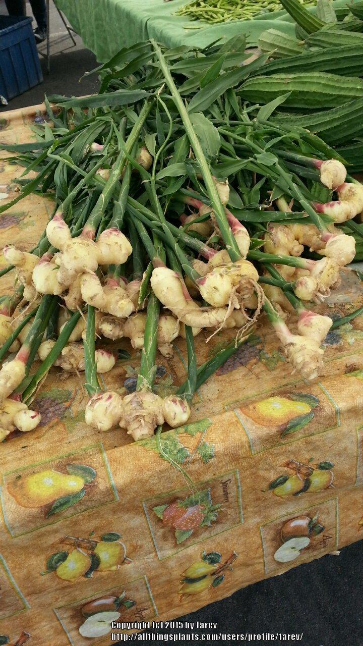 Photo of Common Ginger (Zingiber officinale) uploaded by tarev