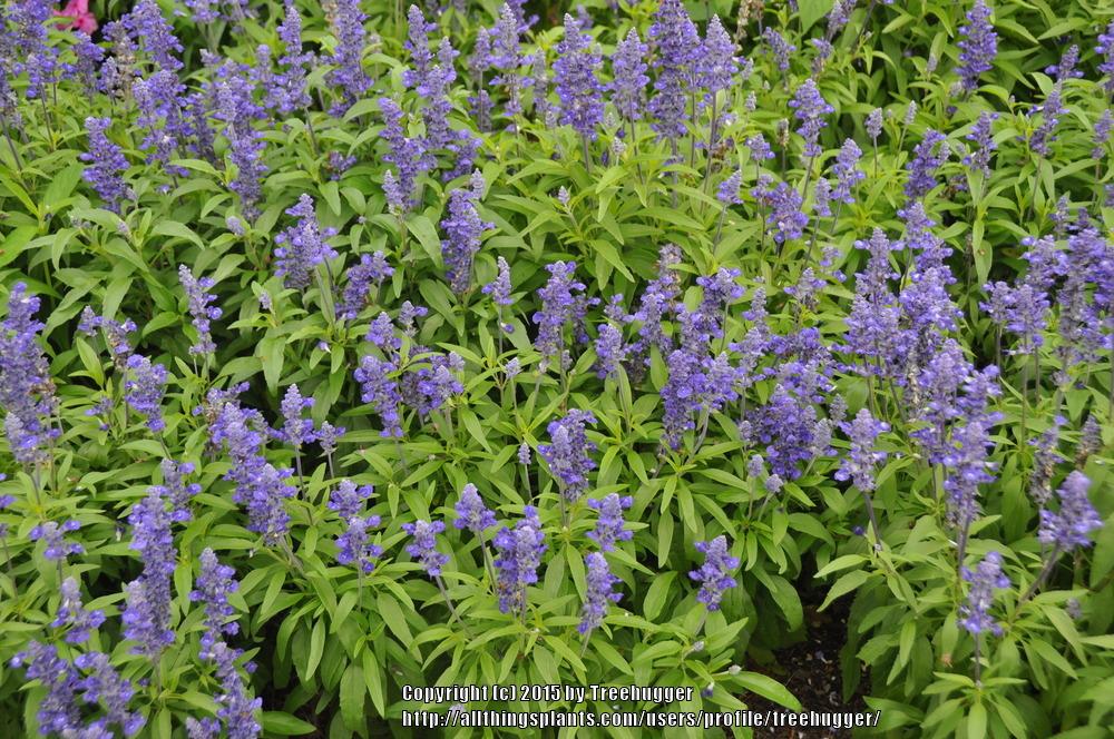 Photo of Mealycup Sage (Salvia farinacea 'Rhea') uploaded by treehugger